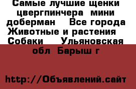 Самые лучшие щенки цвергпинчера (мини доберман) - Все города Животные и растения » Собаки   . Ульяновская обл.,Барыш г.